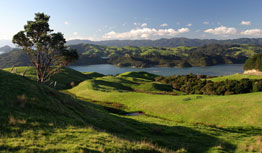 Beautiful green NZ landscape